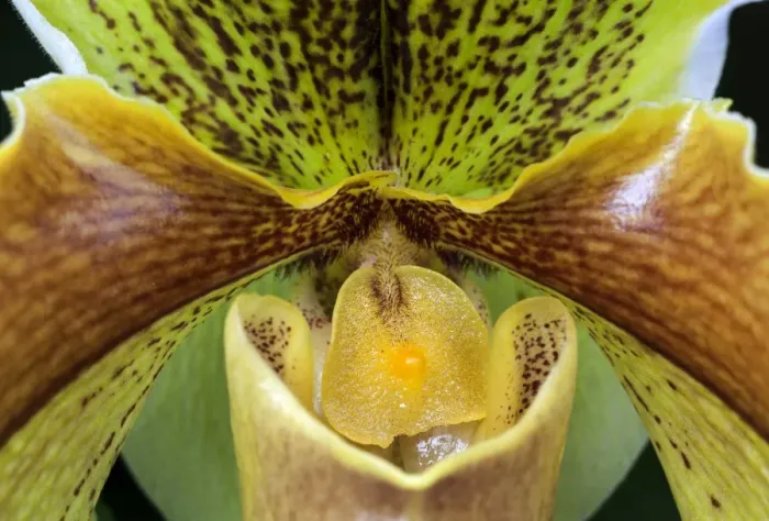 Framed Print : Slipper Orchid -Paphiopedilum-, Mainau, Baden-Wurttemberg, Germany