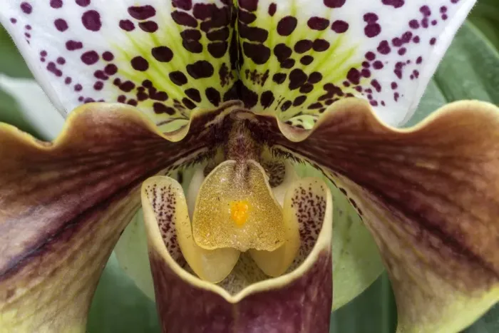 Framed Print : Slipper Orchid -Paphiopedilum-, Mainau, Baden-Wurttemberg, Germany Framed Print : Slipper Orchid -Paphiopedilum-, Mainau, Baden-Wurttemberg, Germany