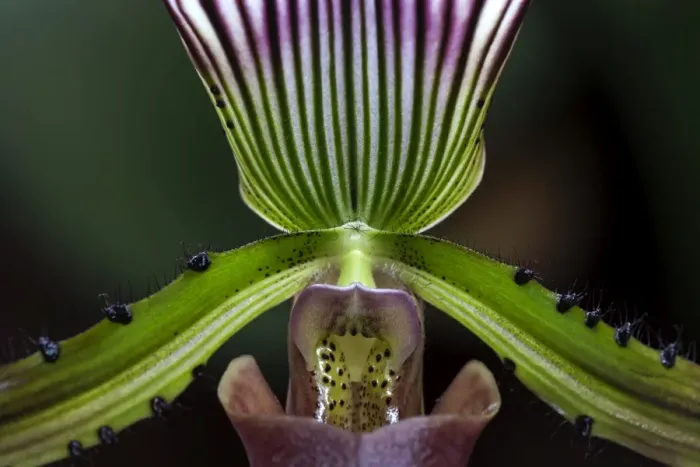 Framed Print : Slipper Orchid -Paphiopedilum barbatum-, Mainau, Baden-Wurttemberg, Germany