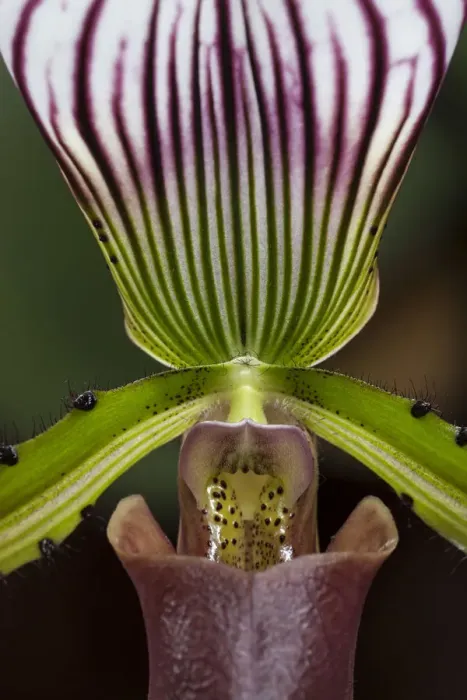 Framed Print : Slipper Orchid -Paphiopedilum barbatum-, Mainau, Baden-Wurttemberg, Germany
