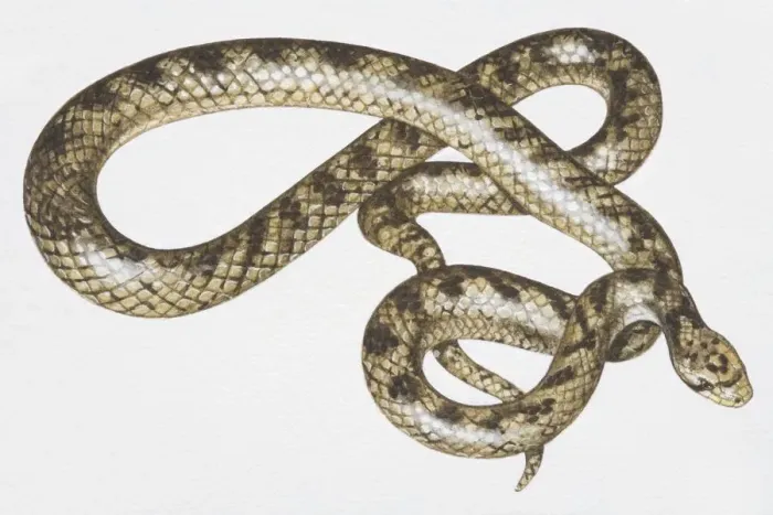 Framed Print : Slithering brown patterned snake (Serpentes), high angle view Framed Print : Slithering brown patterned snake (Serpentes), high angle view