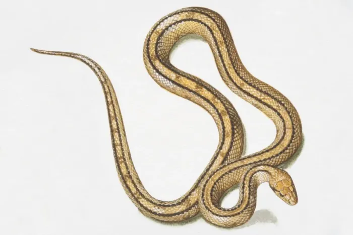 Framed Print : Slithering yellow-brown snake (Serpentes) with two black lines running along body, view from above Framed Print : Slithering yellow-brown snake (Serpentes) with two black lines running along body, view from above