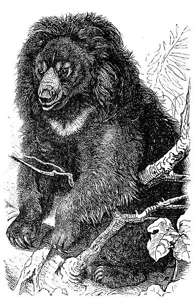 Sloth bear (Ursus ursinus)