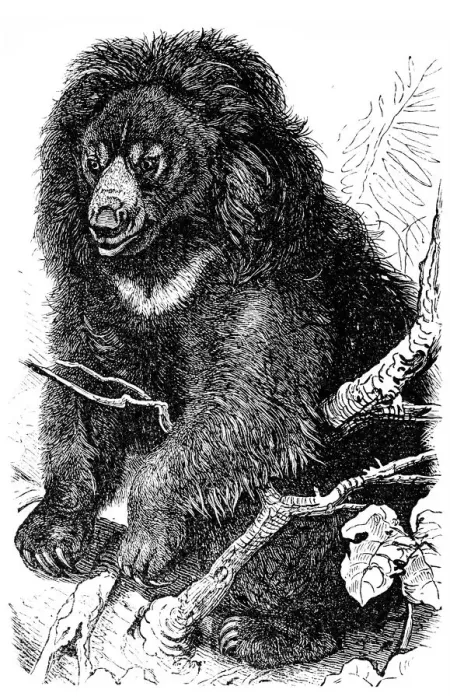 Framed Print : Sloth bear (Ursus ursinus) Framed Print : Sloth bear (Ursus ursinus)