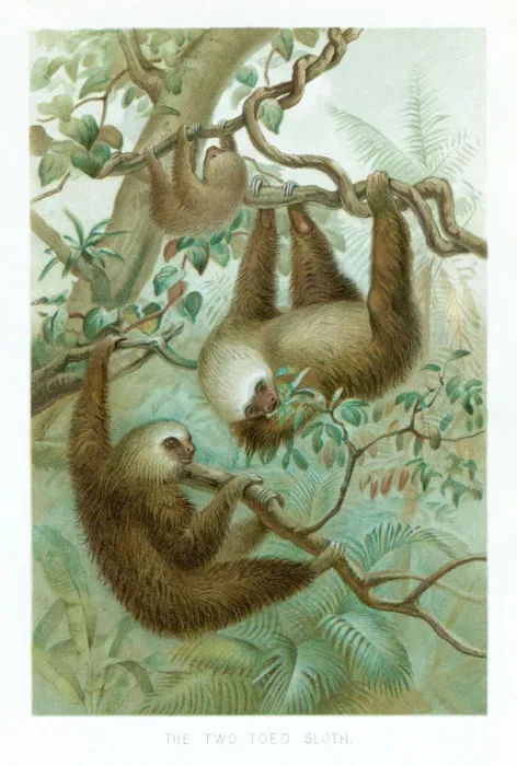 Framed Print : Sloth chromolithograph 1896 Framed Print : Sloth chromolithograph 1896