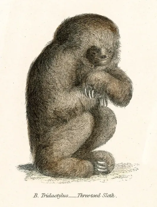 Framed Print : Sloth engraving 1803 Framed Print : Sloth engraving 1803