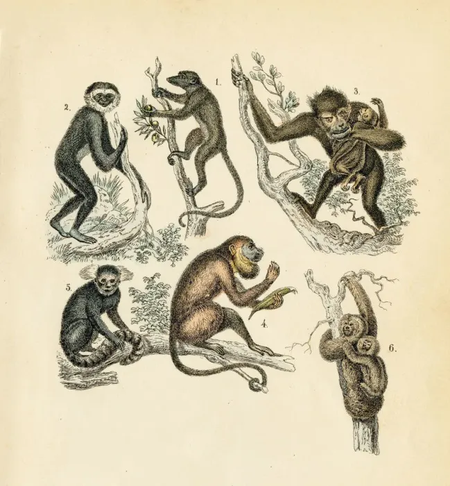 Framed Print : Sloth, maki, gibbon, chimpanze engraving 1872