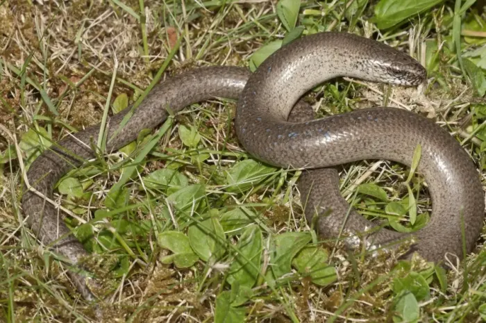 Framed Print : Slow Worm -Anguis fragilis-, Untergroeningen, Baden-Wuerttemberg, Germany, Europe Framed Print : Slow Worm -Anguis fragilis-, Untergroeningen, Baden-Wuerttemberg, Germany, Europe