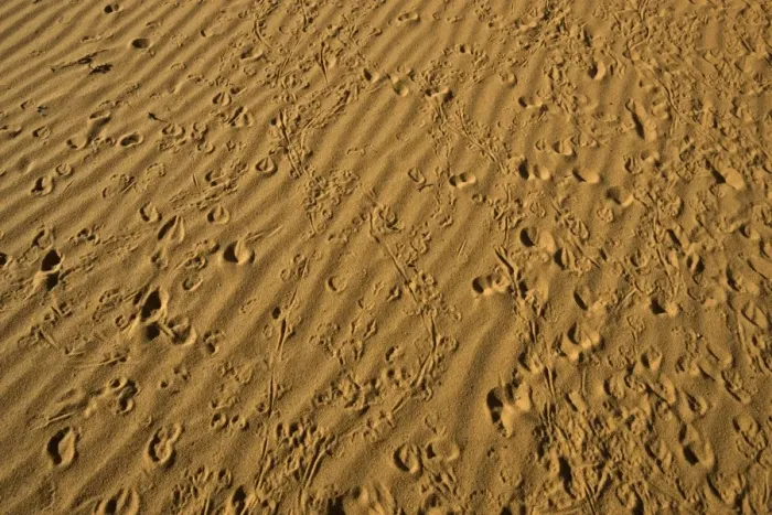 Framed Print : Small animal tracks in red sand, Arizona Framed Print : Small animal tracks in red sand, Arizona