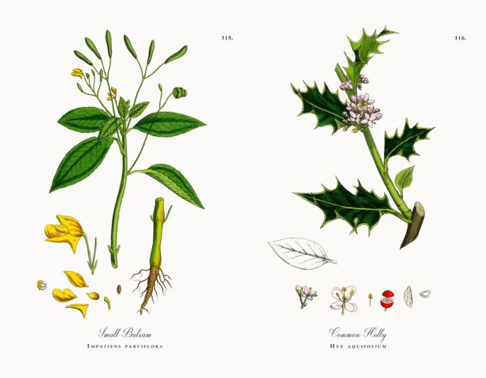 Framed Print : Small Balsam, Impatiens parviflora, Victorian Botanical Illustration, 1863 Framed Print : Small Balsam, Impatiens parviflora, Victorian Botanical Illustration, 1863