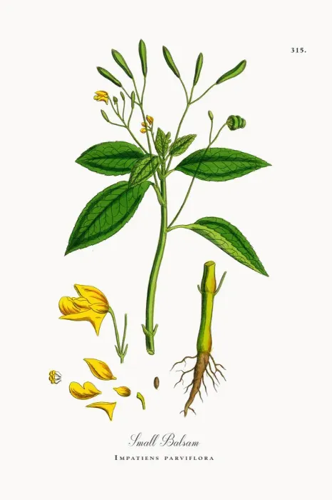 Framed Print : Small Balsam, Impatiens parviflora, Victorian Botanical Illustration, 1863 Framed Print : Small Balsam, Impatiens parviflora, Victorian Botanical Illustration, 1863