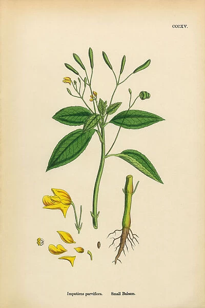 Small Balsam, Impatiens parviflora, Victorian Botanical Illustration, 1863