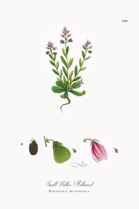 Framed Print : Small Bitter Milkwort, Polygala Austriaca, Victorian Botanical Illustration, 1863 Framed Print : Small Bitter Milkwort, Polygala Austriaca, Victorian Botanical Illustration, 1863