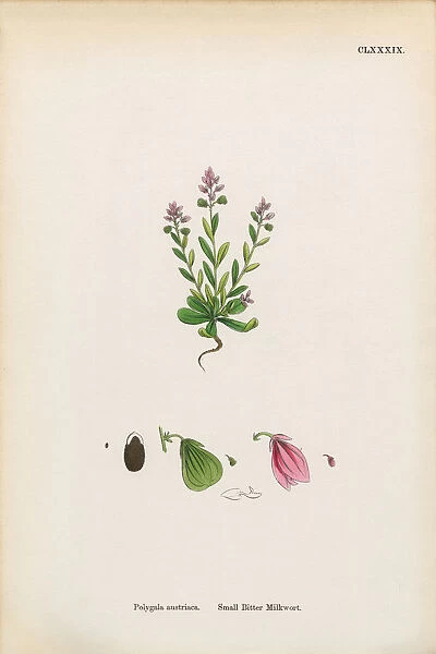 Small Bitter Milkwort, Polygala Austriaca, Victorian Botanical Illustration, 1863