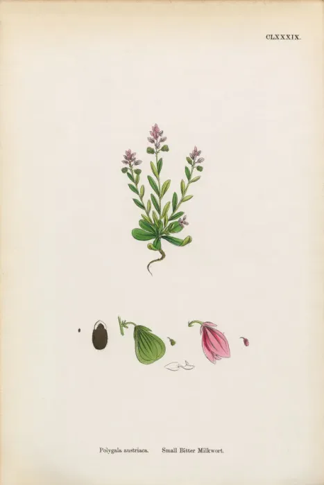 Framed Print : Small Bitter Milkwort, Polygala Austriaca, Victorian Botanical Illustration, 1863 Framed Print : Small Bitter Milkwort, Polygala Austriaca, Victorian Botanical Illustration, 1863