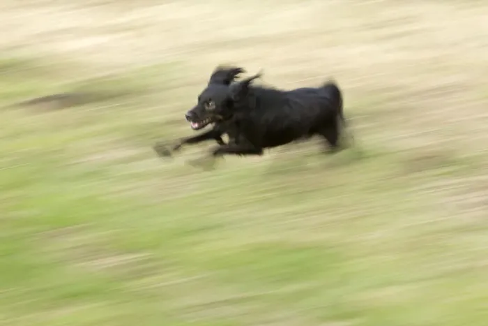 Framed Print : Small black dog running through a meadow, Wilhelmsburg, Hamburg, Hamburg, Germany Framed Print : Small black dog running through a meadow, Wilhelmsburg, Hamburg, Hamburg, Germany