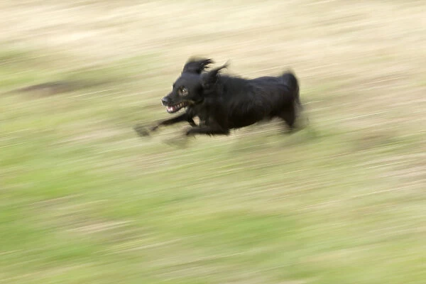 Small black dog running through a meadow, Wilhelmsburg, Hamburg, Hamburg, Germany