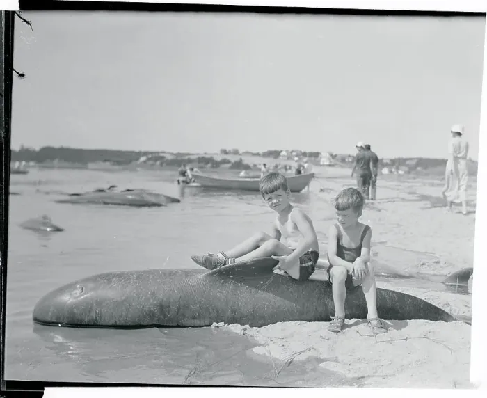 Framed Print : Small Boys Sitting on Back of Baby Whale Framed Print : Small Boys Sitting on Back of Baby Whale
