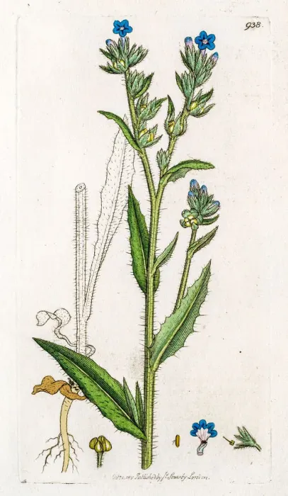 Framed Print : Small bugloss Framed Print : Small bugloss