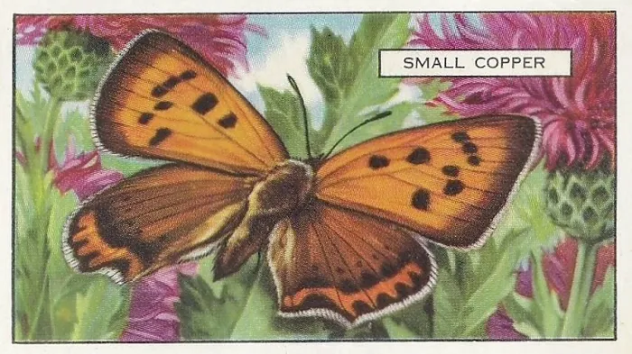 Framed Print : Small Copper Butterfly, Butterflies and Moths series, Gallaher Collectible Tobacco Card, 1938 Framed Print : Small Copper Butterfly, Butterflies and Moths series, Gallaher Collectible Tobacco Card, 1938