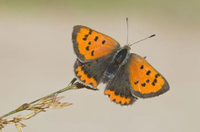 Framed Print : Small Copper (Lycaena phlaeas) Framed Print : Small Copper (Lycaena phlaeas)