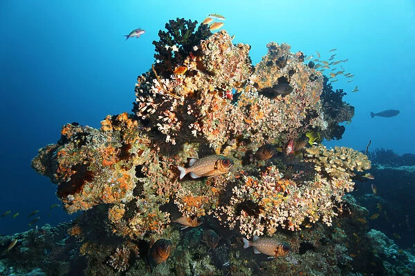 Small coral reef with Black Sun Coral -Tubastrea micranthus-, and Dendrophyllia gracilis coral -Dendrophyllia gracilis-, stony corals, Shadowfin soldierfish -Myripristis adusta-, Embudu channel, Tilla, South Male Atoll, Maldives