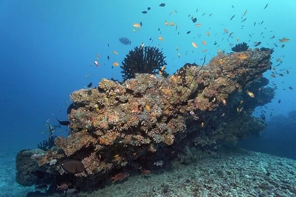 Small coral reef with Tubastrea micranthus sun coral -Tubastrea micranthus-, and Dendrophyllia gracilis coral -Dendrophyllia gracilis-, stony corals, Embudu channel, Indian Ocean, Tilla, South Male Atoll, Maldives
