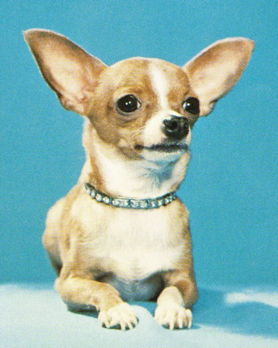 Framed Print : Small Dog Framed Print : Small Dog