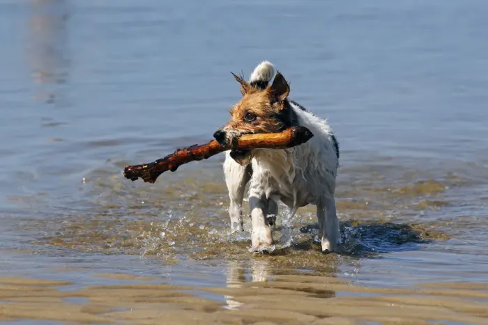 Framed Print : Small dog playing in water, retrieving stick Framed Print : Small dog playing in water, retrieving stick