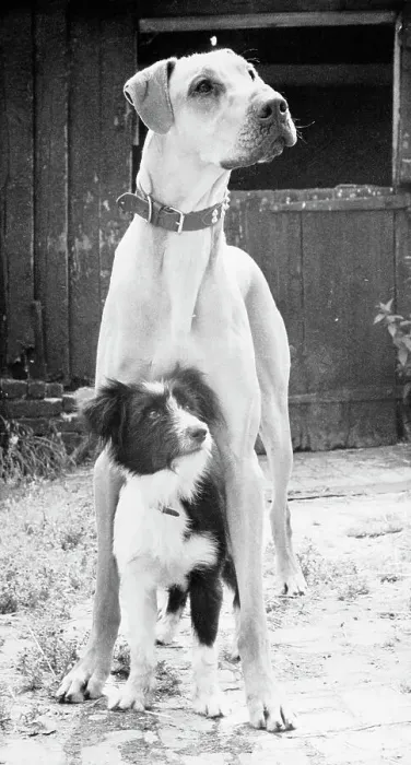 Framed Print : Small Dog Standing Under Great Dane Framed Print : Small Dog Standing Under Great Dane