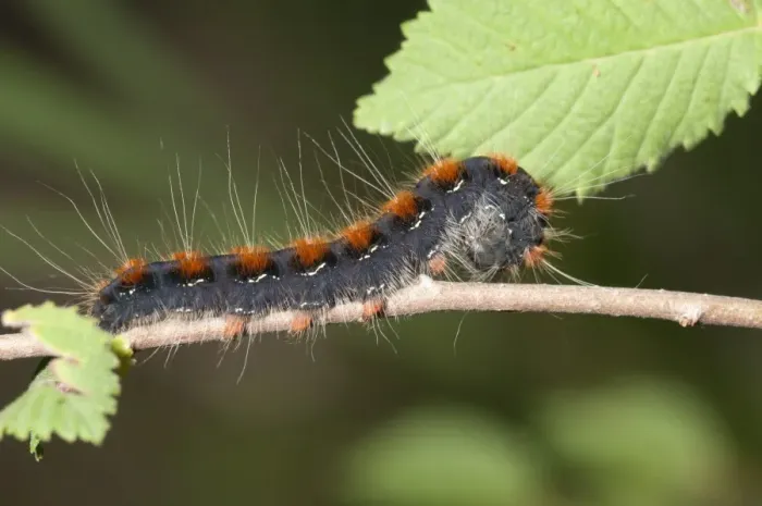 Framed Print : Small Eggar moth -Eriogaster lanestris-, adult caterpillar, Lake Kerkini region, Greece, Europe Framed Print : Small Eggar moth -Eriogaster lanestris-, adult caterpillar, Lake Kerkini region, Greece, Europe