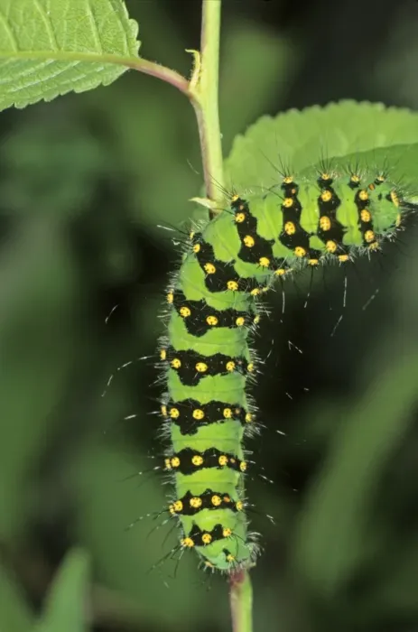 Framed Print : Small Emperor Moth (Saturnia pavonia), adult caterpillar feeding on a blackthorn leaf Framed Print : Small Emperor Moth (Saturnia pavonia), adult caterpillar feeding on a blackthorn leaf