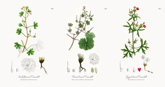 Framed Print : Small-flowered Cranesbill, Geranium Pusillum, Victorian Botanical Illustration, 1863 Framed Print : Small-flowered Cranesbill, Geranium Pusillum, Victorian Botanical Illustration, 1863