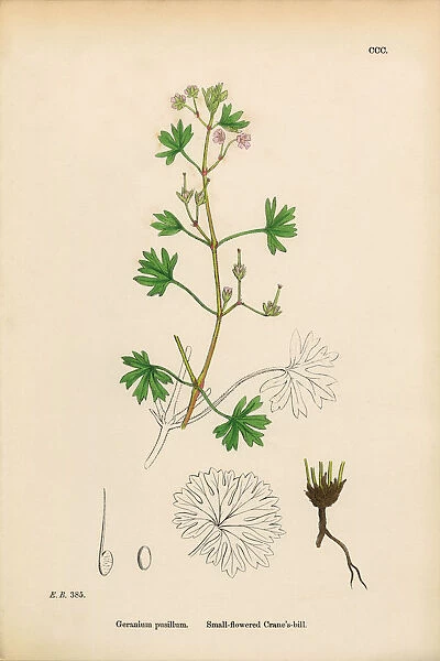 Small-flowered Cranesbill, Geranium Pusillum, Victorian Botanical Illustration, 1863