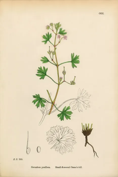 Framed Print : Small-flowered Cranesbill, Geranium Pusillum, Victorian Botanical Illustration, 1863 Framed Print : Small-flowered Cranesbill, Geranium Pusillum, Victorian Botanical Illustration, 1863