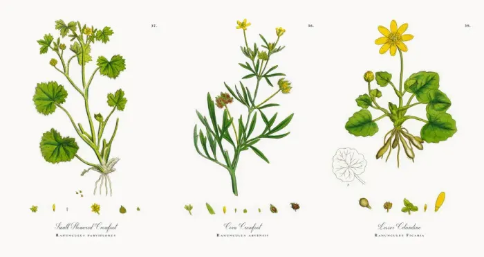 Framed Print : Small Flowered Crowfoot, Ranunculus parviflorus, Victorian Botanical Illustration, 1863 Framed Print : Small Flowered Crowfoot, Ranunculus parviflorus, Victorian Botanical Illustration, 1863