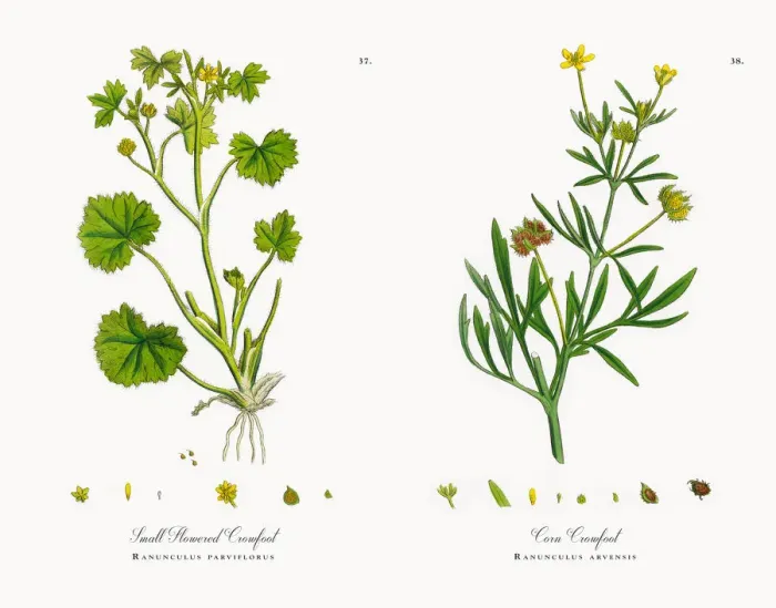 Framed Print : Small Flowered Crowfoot, Ranunculus parviflorus, Victorian Botanical Illustration, 1863