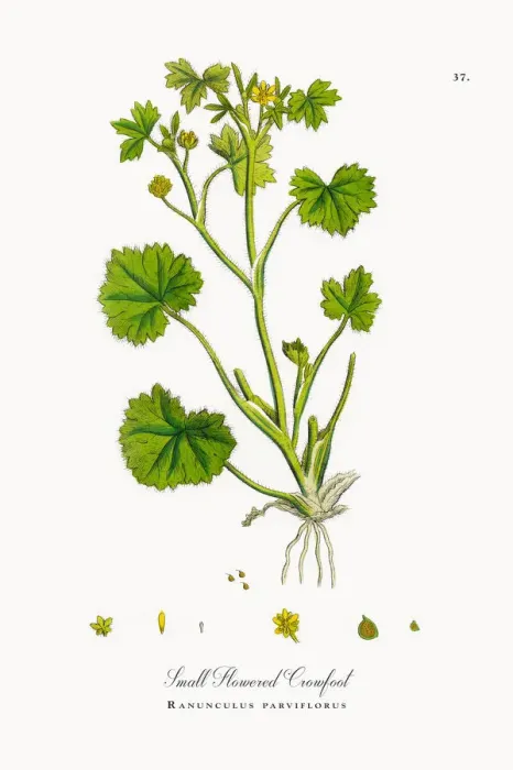Framed Print : Small Flowered Crowfoot, Ranunculus parviflorus, Victorian Botanical Illustration, 1863 Framed Print : Small Flowered Crowfoot, Ranunculus parviflorus, Victorian Botanical Illustration, 1863