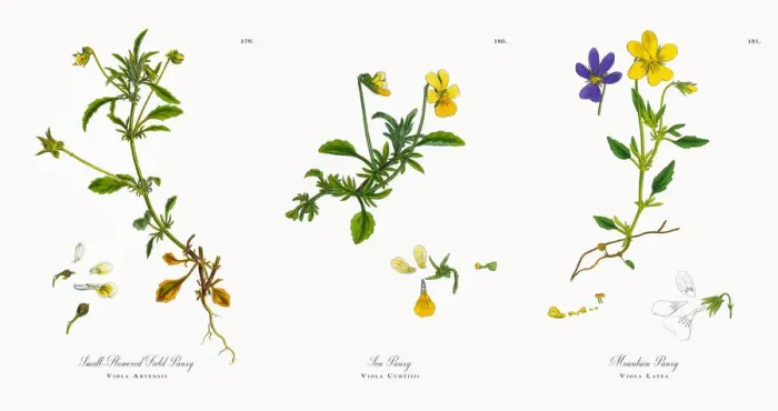 Framed Print : Small-Flowered Field Pansy, Viola Arvensis, Victorian Botanical Illustration, 1863 Framed Print : Small-Flowered Field Pansy, Viola Arvensis, Victorian Botanical Illustration, 1863