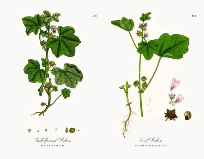 Framed Print : Small-flowered Mallow, Malva borealis, Victorian Botanical Illustration, 1863 Framed Print : Small-flowered Mallow, Malva borealis, Victorian Botanical Illustration, 1863