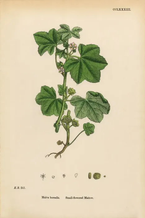 Framed Print : Small-flowered Mallow, Malva borealis, Victorian Botanical Illustration, 1863 Framed Print : Small-flowered Mallow, Malva borealis, Victorian Botanical Illustration, 1863
