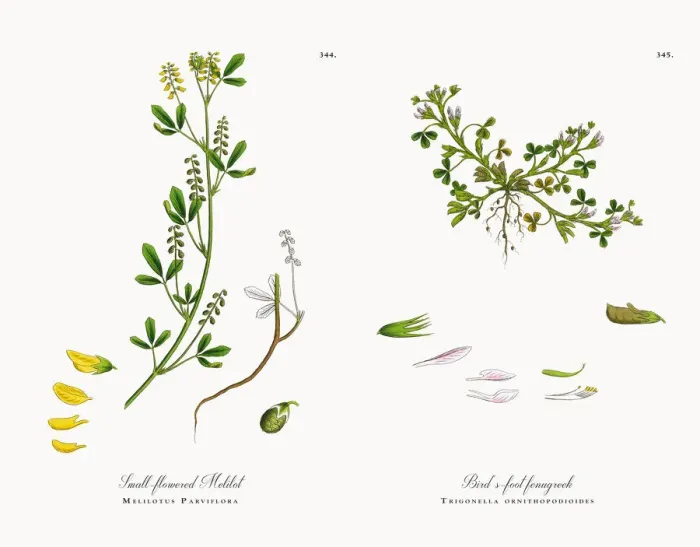 Framed Print : Small-flowered Melilot, Melilotus Parviflora, Victorian Botanical Illustration, 1863 Framed Print : Small-flowered Melilot, Melilotus Parviflora, Victorian Botanical Illustration, 1863