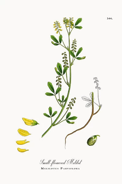 Small-flowered Melilot, Melilotus Parviflora, Victorian Botanical Illustration, 1863