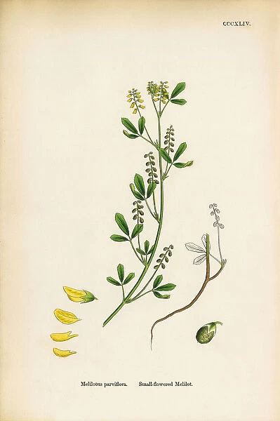 Small-flowered Melilot, Melilotus Parviflora, Victorian Botanical Illustration, 1863