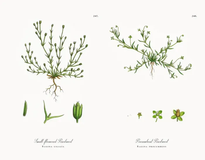 Framed Print : Small-flowered Pearlwort, Sagina ciliata, Victorian Botanical Illustration, 1863