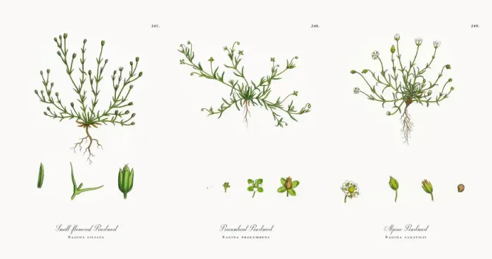 Framed Print : Small-flowered Pearlwort, Sagina ciliata, Victorian Botanical Illustration, 1863