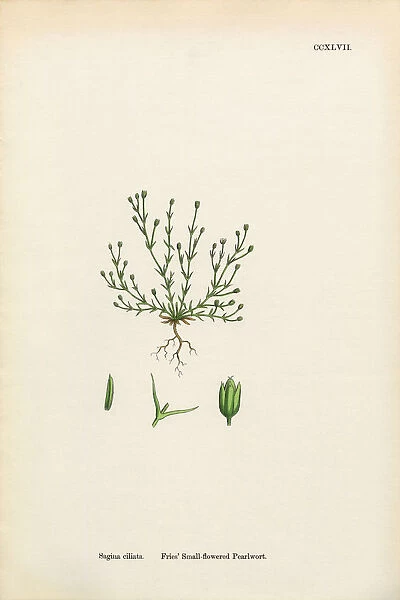 Small-flowered Pearlwort, Sagina ciliata, Victorian Botanical Illustration, 1863