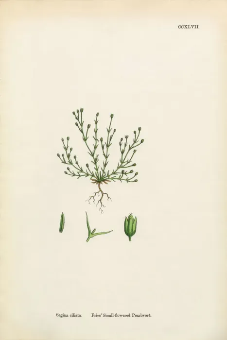 Framed Print : Small-flowered Pearlwort, Sagina ciliata, Victorian Botanical Illustration, 1863 Framed Print : Small-flowered Pearlwort, Sagina ciliata, Victorian Botanical Illustration, 1863