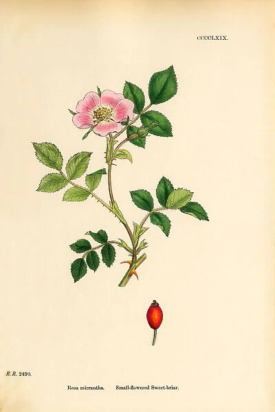Small-flowered Sweetbriar, Rosa micrantha, Victorian Botanical Illustration, 1863