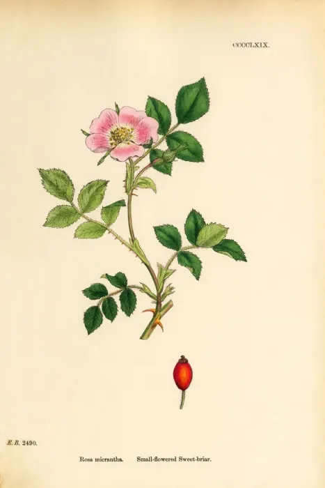 Framed Print : Small-flowered Sweetbriar, Rosa micrantha, Victorian Botanical Illustration, 1863